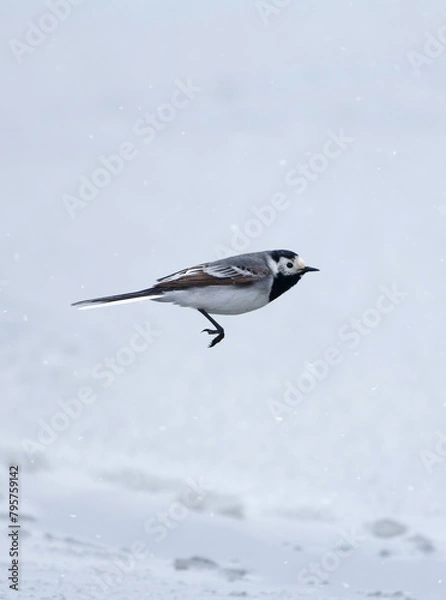 Fototapeta A white wagtail flying above frozen and snowy sea water in Helsinki, Finland after extremely heavy snowfall in late April 2024.