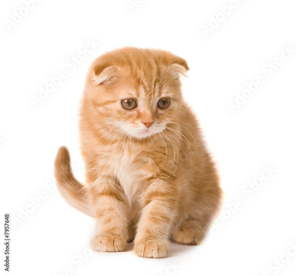 Fototapeta cute kitten