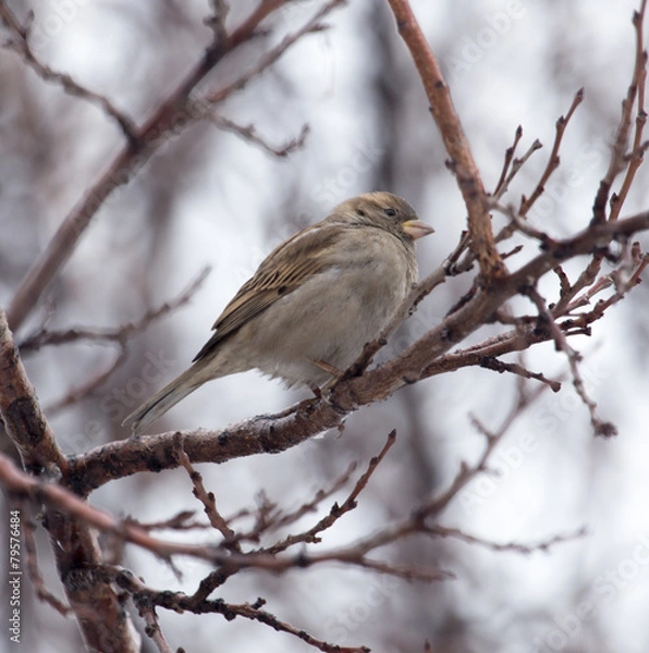 Obraz Sparrow on a tree
