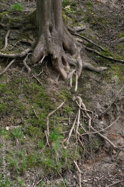 Obraz Exposed tree roots on a hillside.