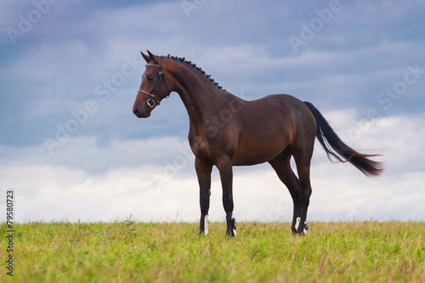 Obraz Beautiful bay horse standing in green field against blue sky