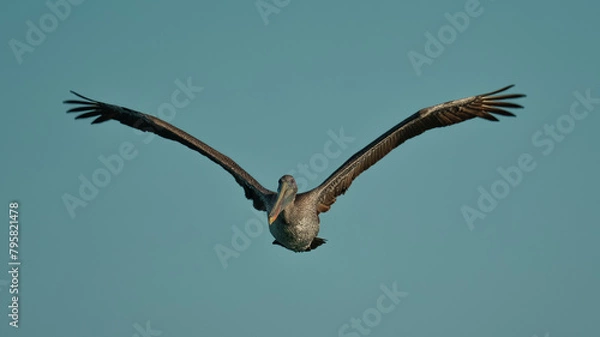 Obraz pelican in flight