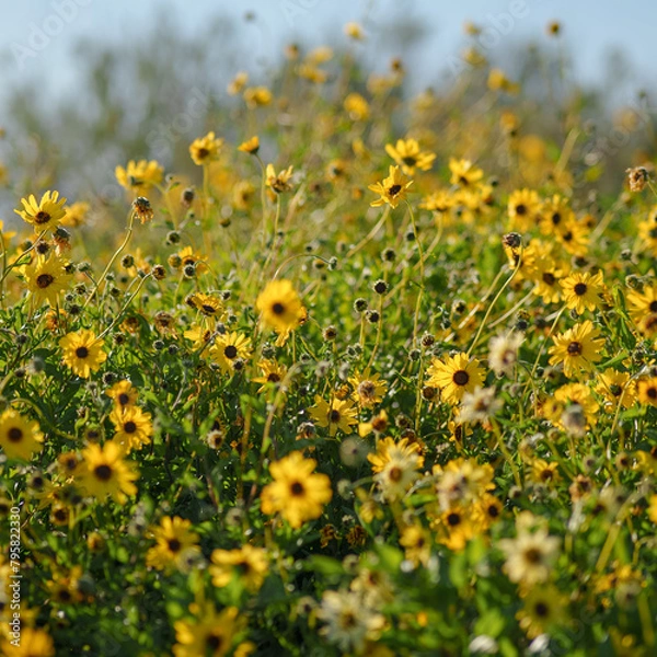 Obraz mini sunflowers