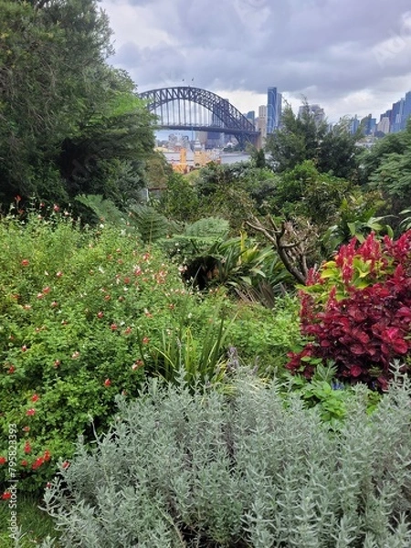 Obraz Sydney harbour bridge in the background of a native plant garden on a cloudy overcast day.
