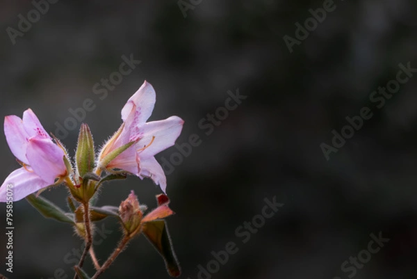 Obraz 冬に咲くツツジ