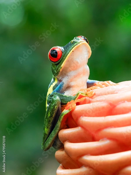 Obraz Red-eyed tree frog on an orange flower in tropical Costa Rica