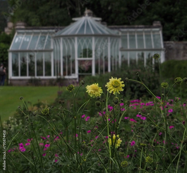 Obraz Cephalaria Gigantea flowers bloom in a formal garden with a lawn and greenhouse in the background. 