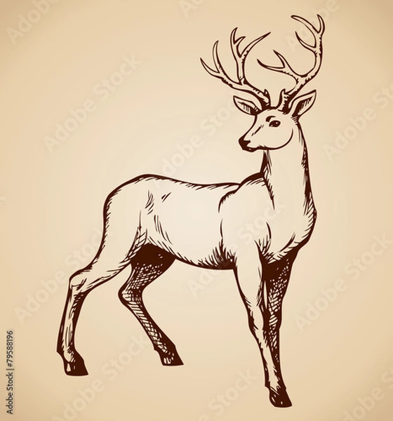 Fototapeta Young deer antlered. Vector drawing