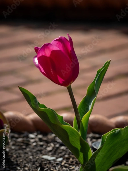 Obraz tulip on a wooden background