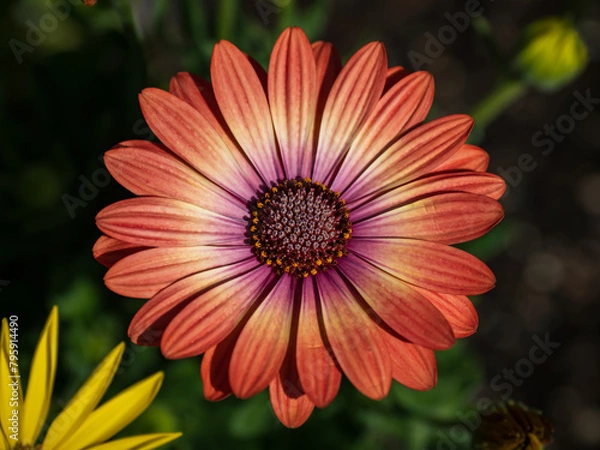 Obraz flower in garden