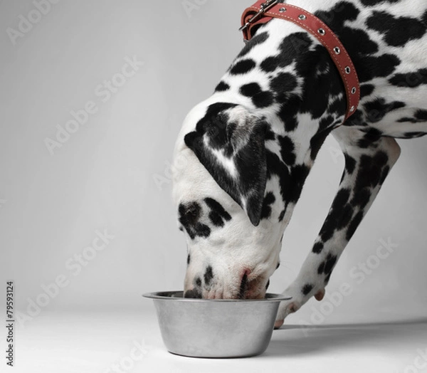 Obraz Dog eat dalmatian