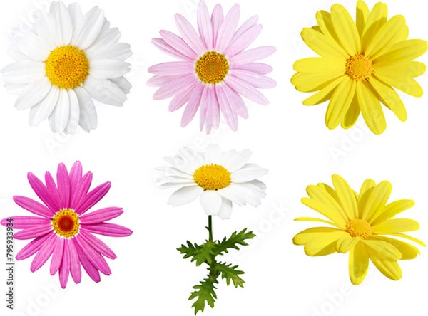 Obraz 꽃-목마가렛