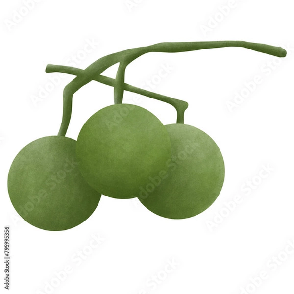 Fototapeta Siraitia grosvenorii, also known as monk fruit, and luohan guo, isolated on white background.Illustration Design.