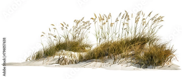 Obraz Wave-like design of sea oats and beach grass along a coastal restoration project, aiming to prevent erosion, isolated on transparent background
