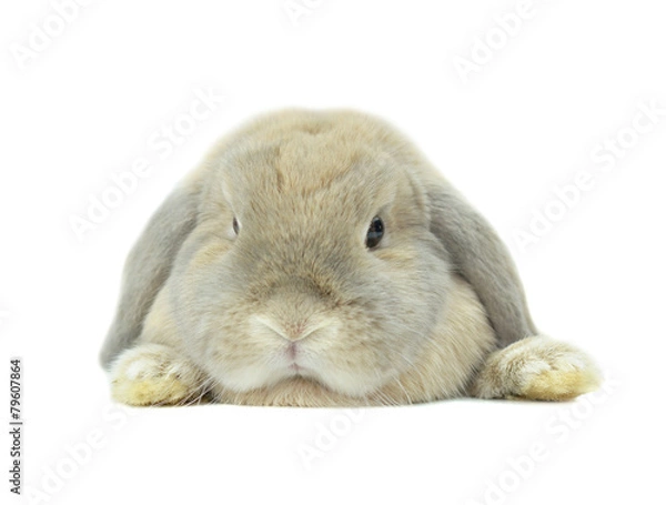 Fototapeta gray rabbit isolated on white background
