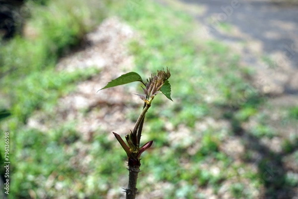 Obraz タラの芽 たらのめ タラノメ タラノキ Aralia elata