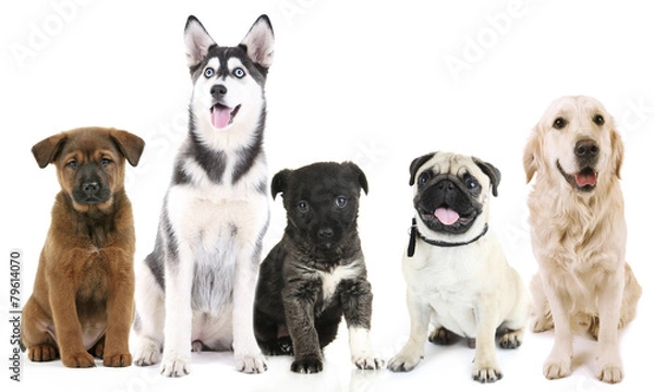 Fototapeta Dogs isolated on white