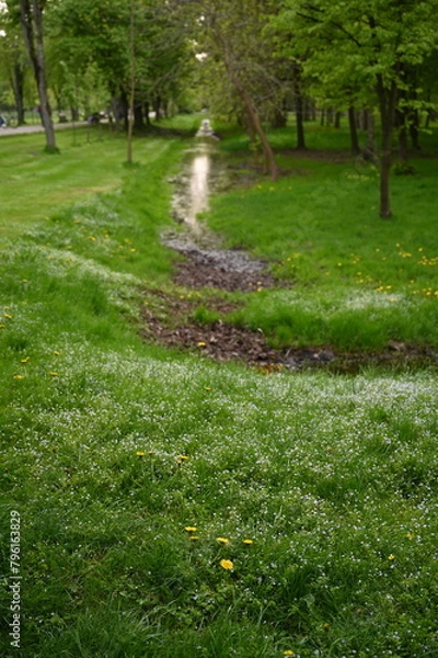 Fototapeta spring in the park