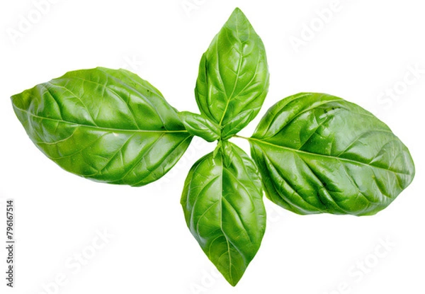 Fototapeta Fresh basil leaves isolated , vibrant green color.