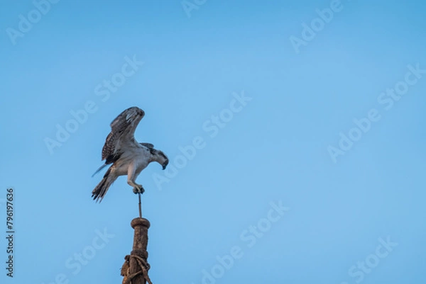 Fototapeta sea eagle landing at the top from a boat mast