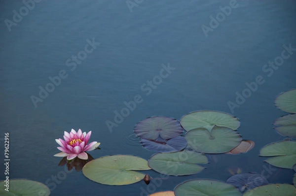 Obraz waterlily lotus