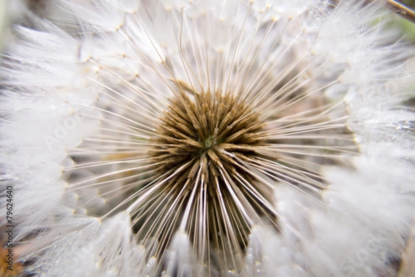Obraz たんぽぽの綿毛
