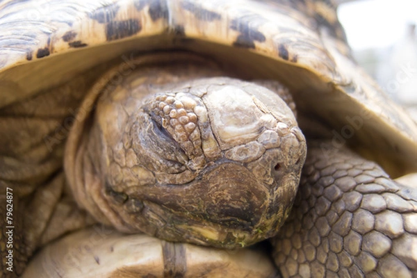 Obraz 亀のアップ