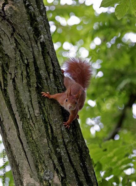 Obraz eichhörnchen