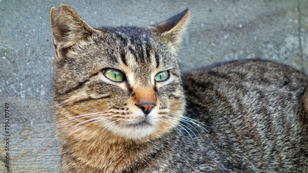 Obraz 遠くを見つめるキジトラの猫