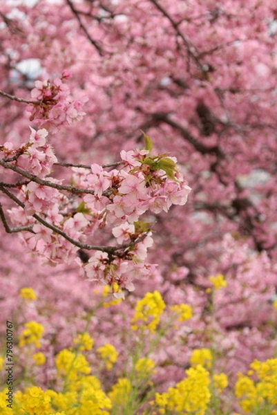 Obraz Spring cherry blossom sakura with blue sky in japan