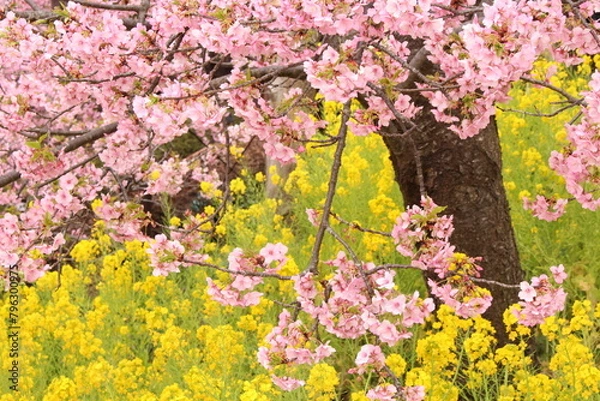 Obraz Spring cherry blossom sakura with blue sky in japan