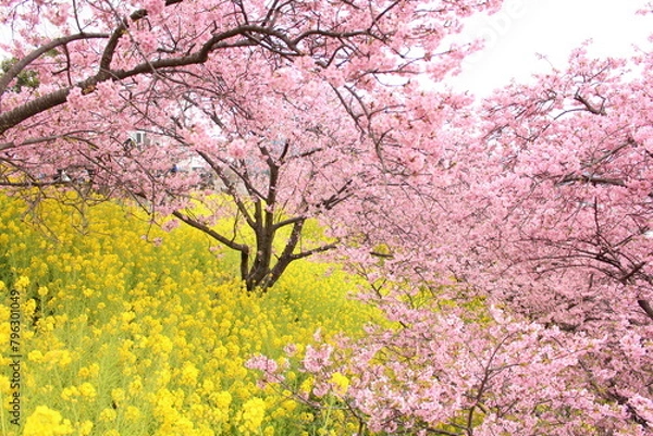 Obraz Spring cherry blossom sakura with blue sky in japan