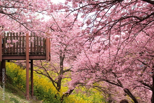 Obraz Spring cherry blossom sakura with blue sky in japan