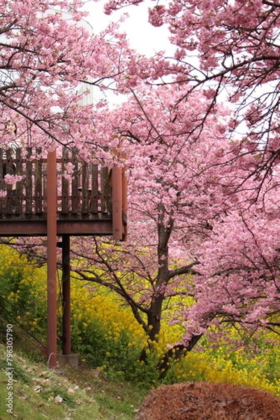 Obraz Spring cherry blossom sakura with blue sky in japan