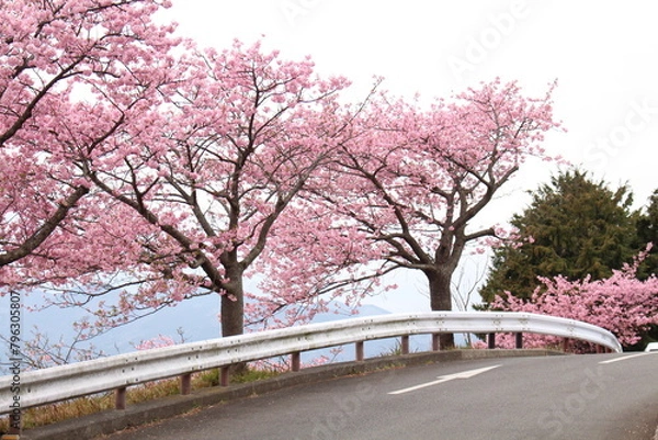 Obraz Spring cherry blossom sakura with blue sky in japan