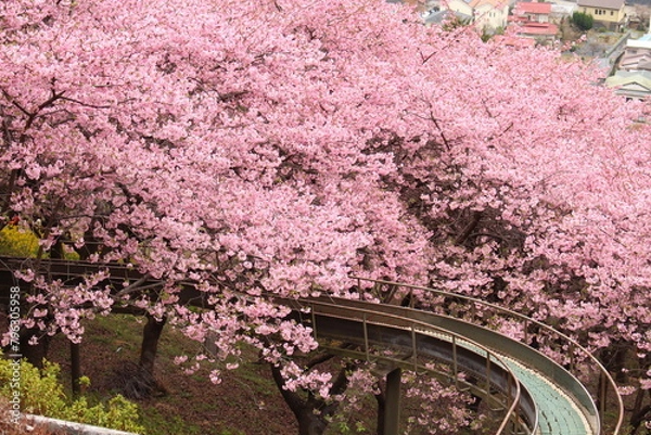 Obraz Spring cherry blossom sakura with blue sky in japan