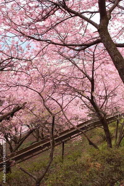Obraz Spring cherry blossom sakura with blue sky in japan
