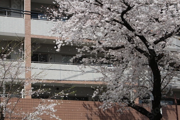 Obraz Spring cherry blossom sakura in front of building in Japan