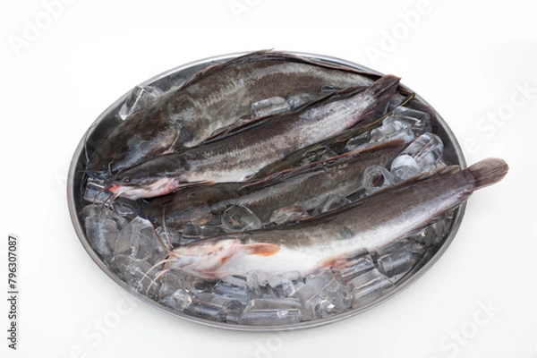 Obraz Fresh catfish placed on ice isolated on white background.