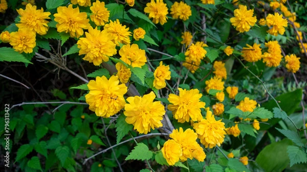 Obraz 山に咲いている山吹の花