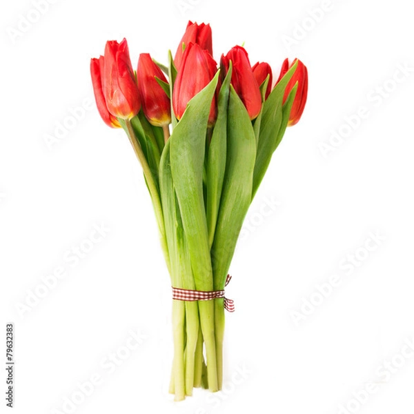 Obraz Beautiful tulips over white