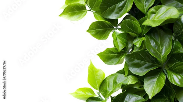 Fototapeta Green leaves framed and isolated on transparent background.