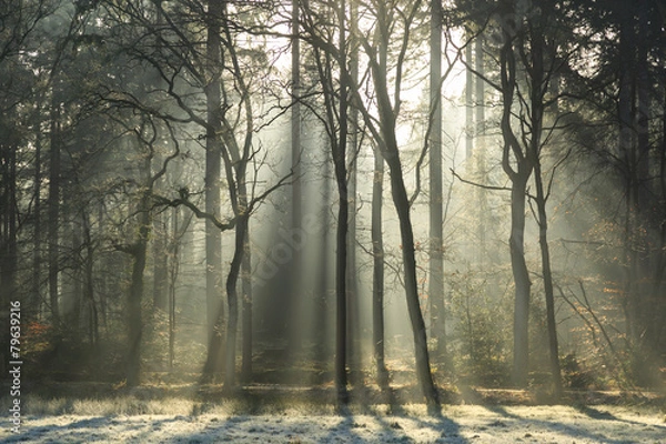 Fototapeta Sunlight shining through a foggy forest at spring.