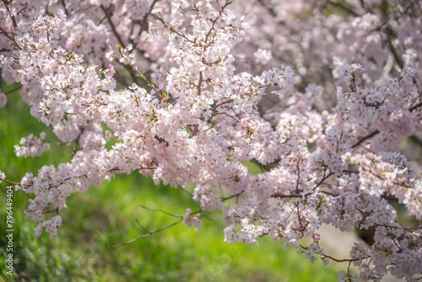 Obraz 桜の花　春のイメージ