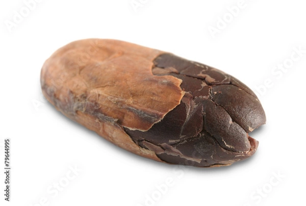 Obraz cocoa seed