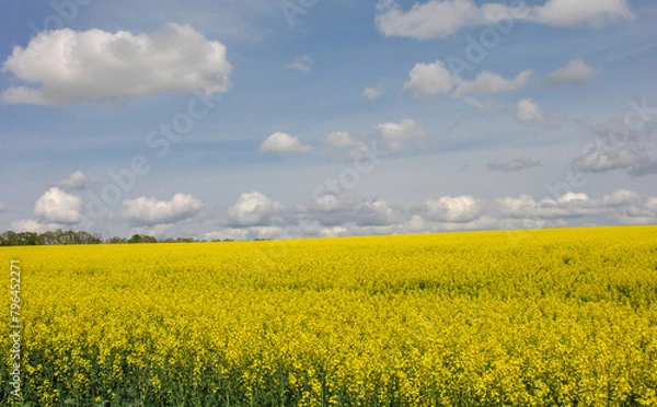 Fototapeta rapeseed field and sky. bright yellow field of blooming rapeseed and sky with clouds. beautiful landscape with a rapeseed field
