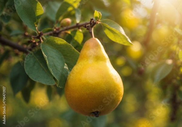Fototapeta fresh Pear at sunset in autumn harvest. Ripe Pear in fall.