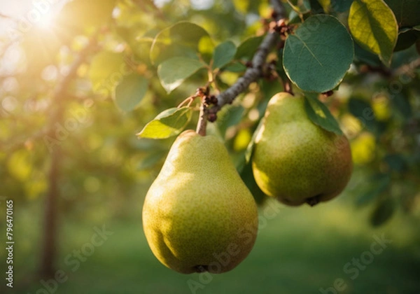 Fototapeta fresh Pear at sunset in autumn harvest. Ripe Pear in fall.