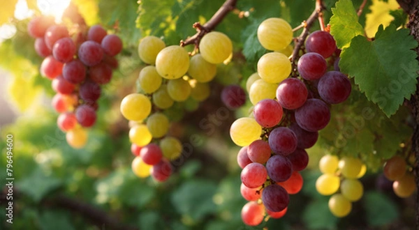 Fototapeta Vineyards at sunset in autumn harvest. Ripe grapes in fall.