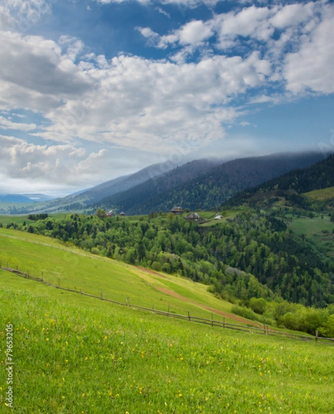 Fototapeta Mountain landscape with green meadow and pine forest away